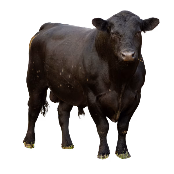 Vaca Bioganex Vacuno - Vaca retinta. Bioganex