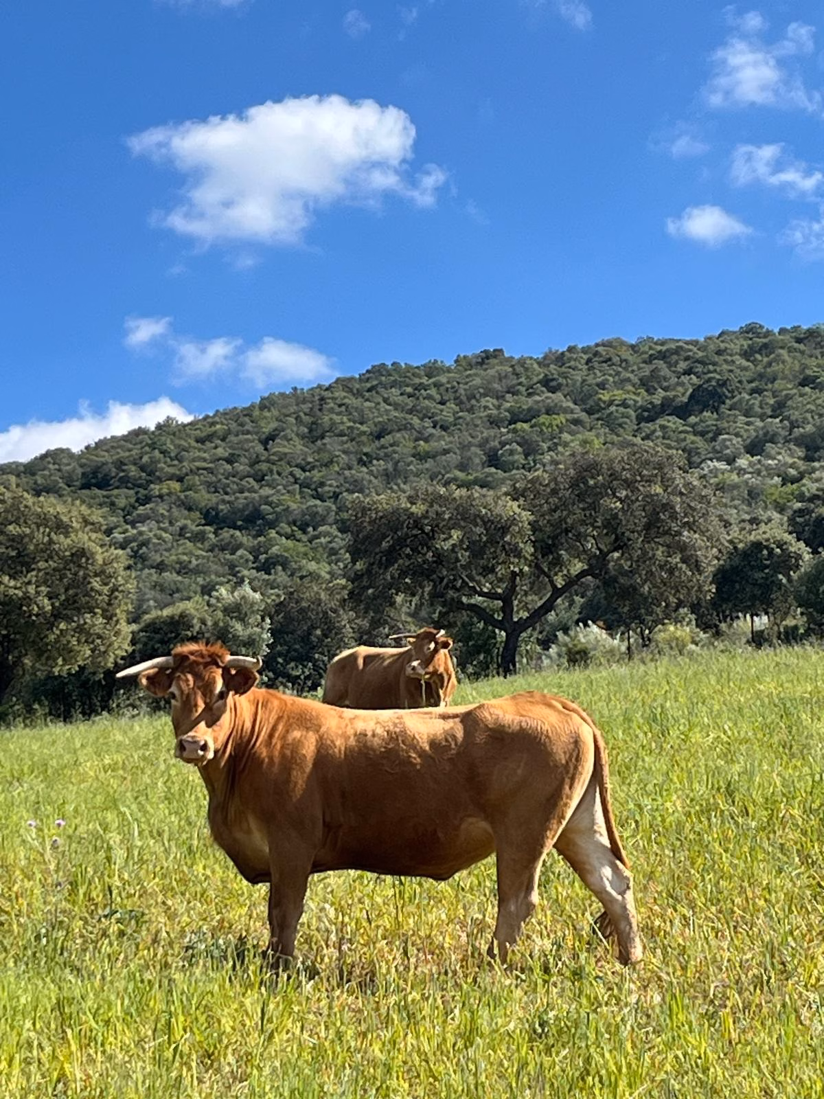 vaca sin fondo bioganex vaca sin fondo bioganex